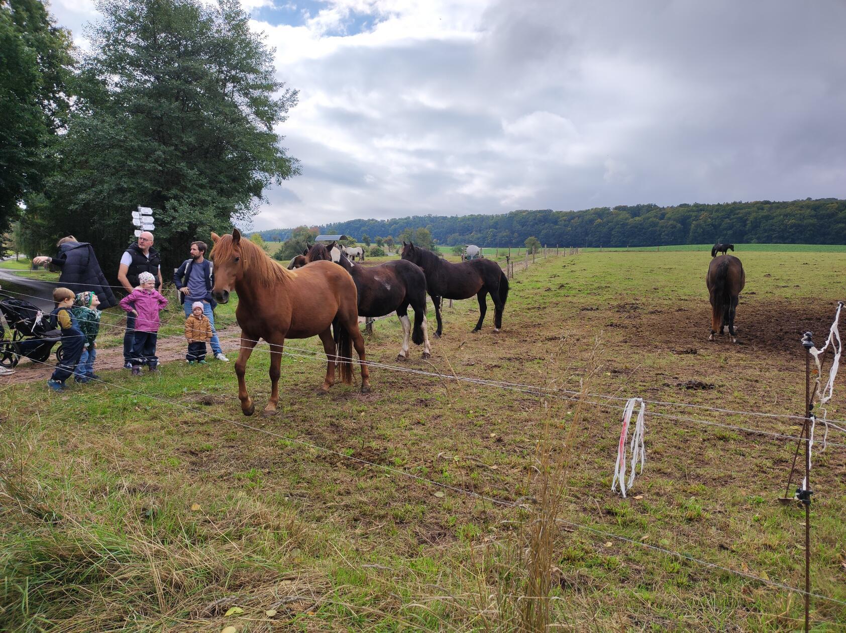 Neben dem See befindet sich eine Pferdekoppel der Heidingers. Die Familie betreibt in Bernshausen auch eine Ranch mit Reitunterricht und Ponyreiten.