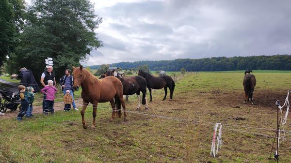 Neben dem See befindet sich eine Pferdekoppel der Heidingers. Die Familie betreibt in Bernshausen auch eine Ranch mit Reitunterricht und Ponyreiten.