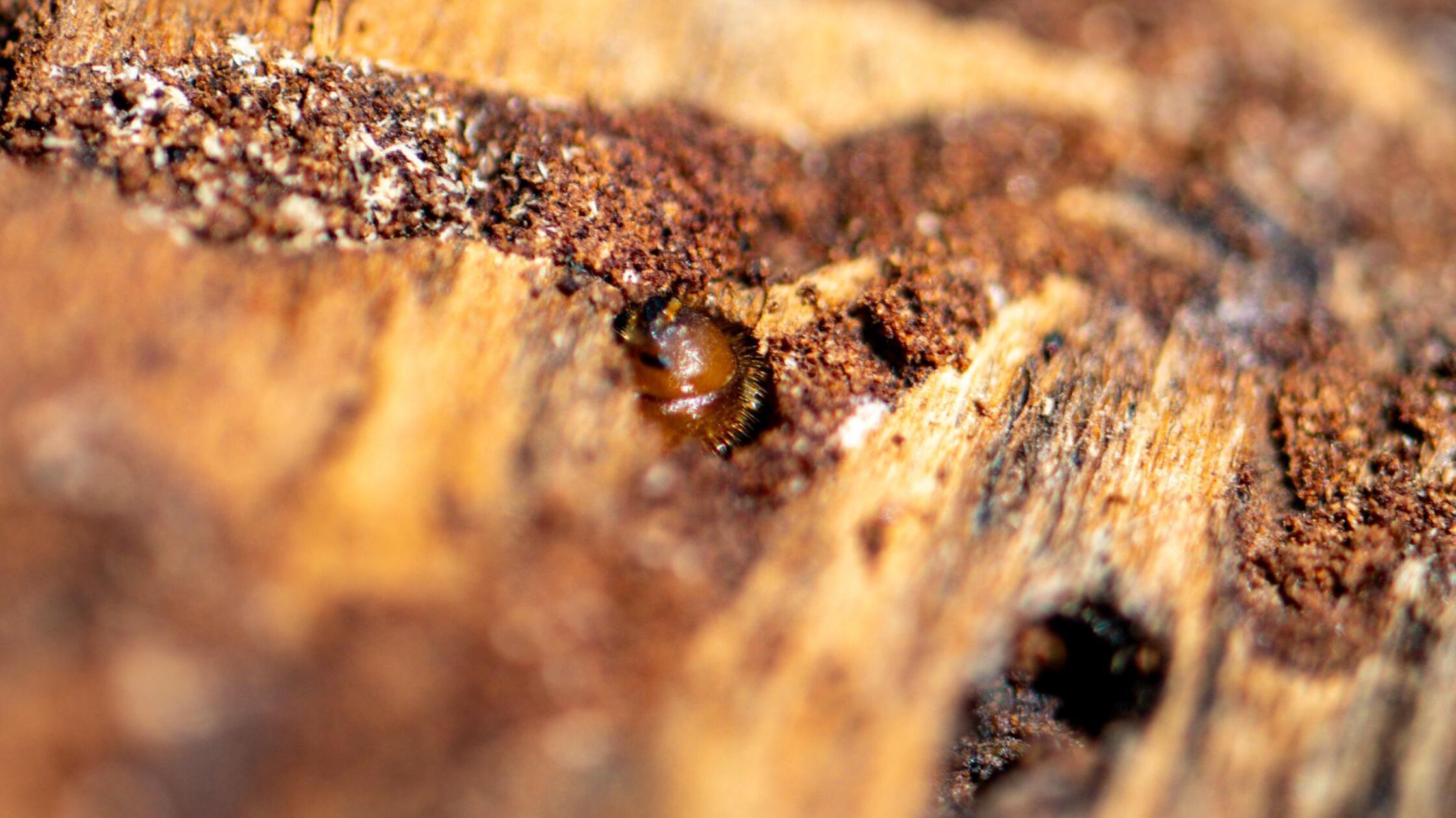 Gute Nachricht für den Wald: Borkenkäferschäden gesunken