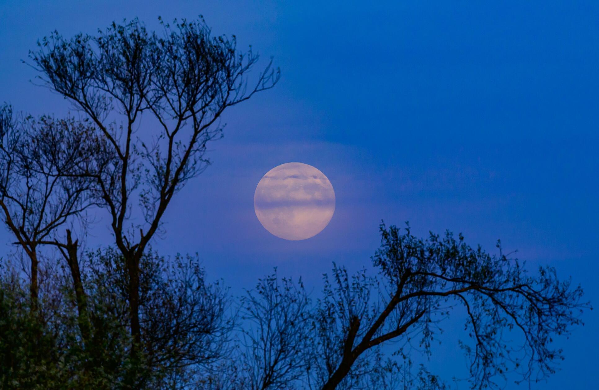 Der Vollmond leuchtete bereits am späten Nachmittag über der Landschaft im Oderbruch im östlichen Brandenburg.