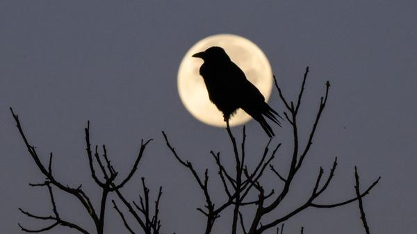 Hannover: Die Silhouette einer Krähe zeichnet sich vor dem untergehenden Mond ab.