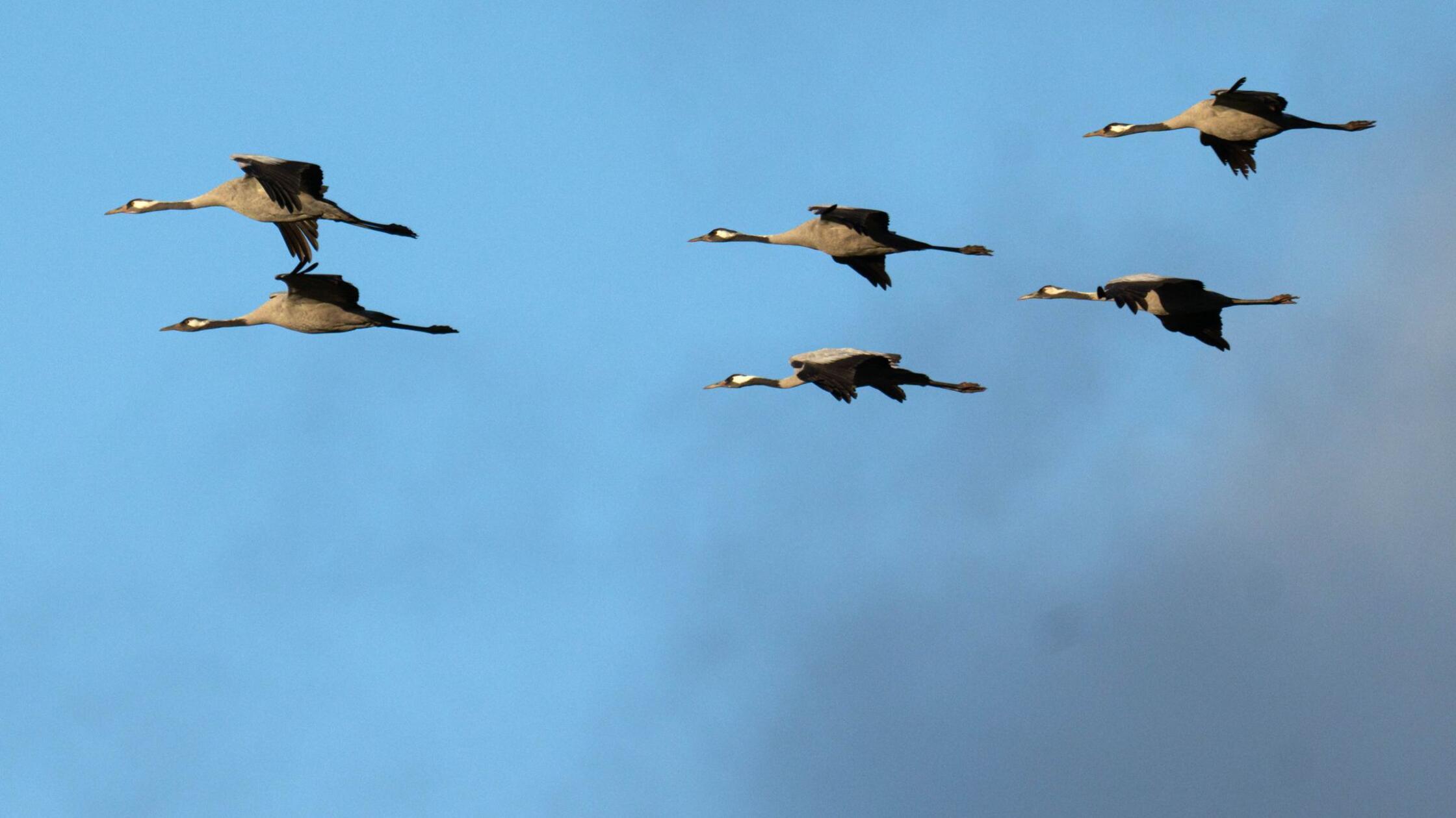 Vogelgrippe breitet sich in Bayern weiter aus – tote Kraniche in Unterfranken entdeckt