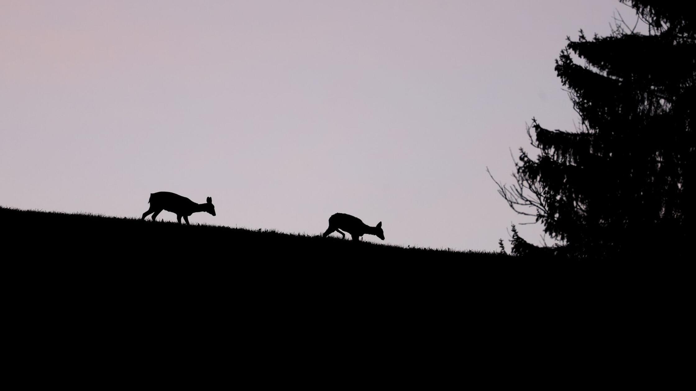 V okrožju Neuburg-Schrobenhausen se je v eni noči zgodilo pet divjih trčenj