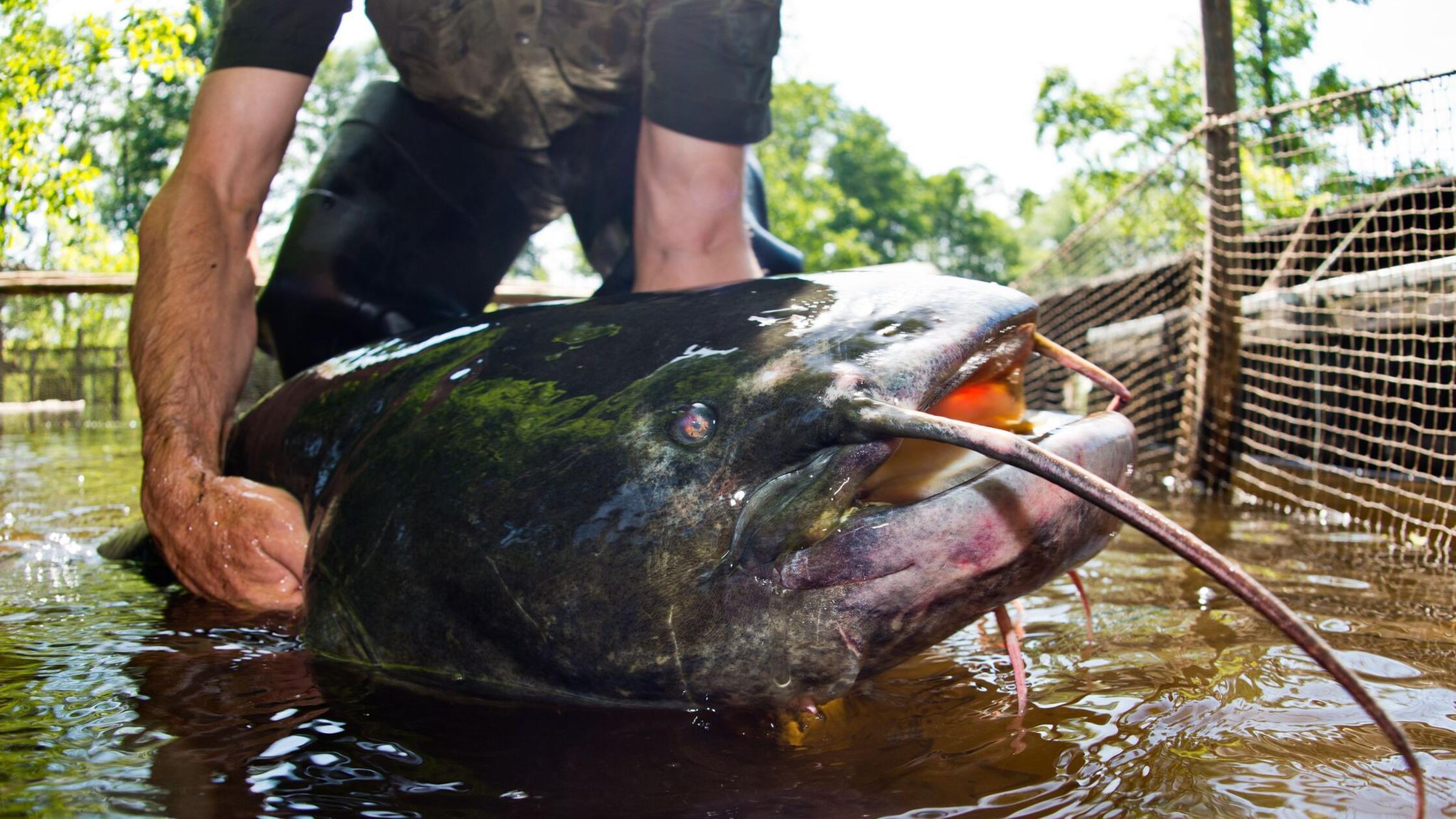 V Srednji Frankovski dovoljeno lovljenje agresivnega soma, tudi s streljanjem