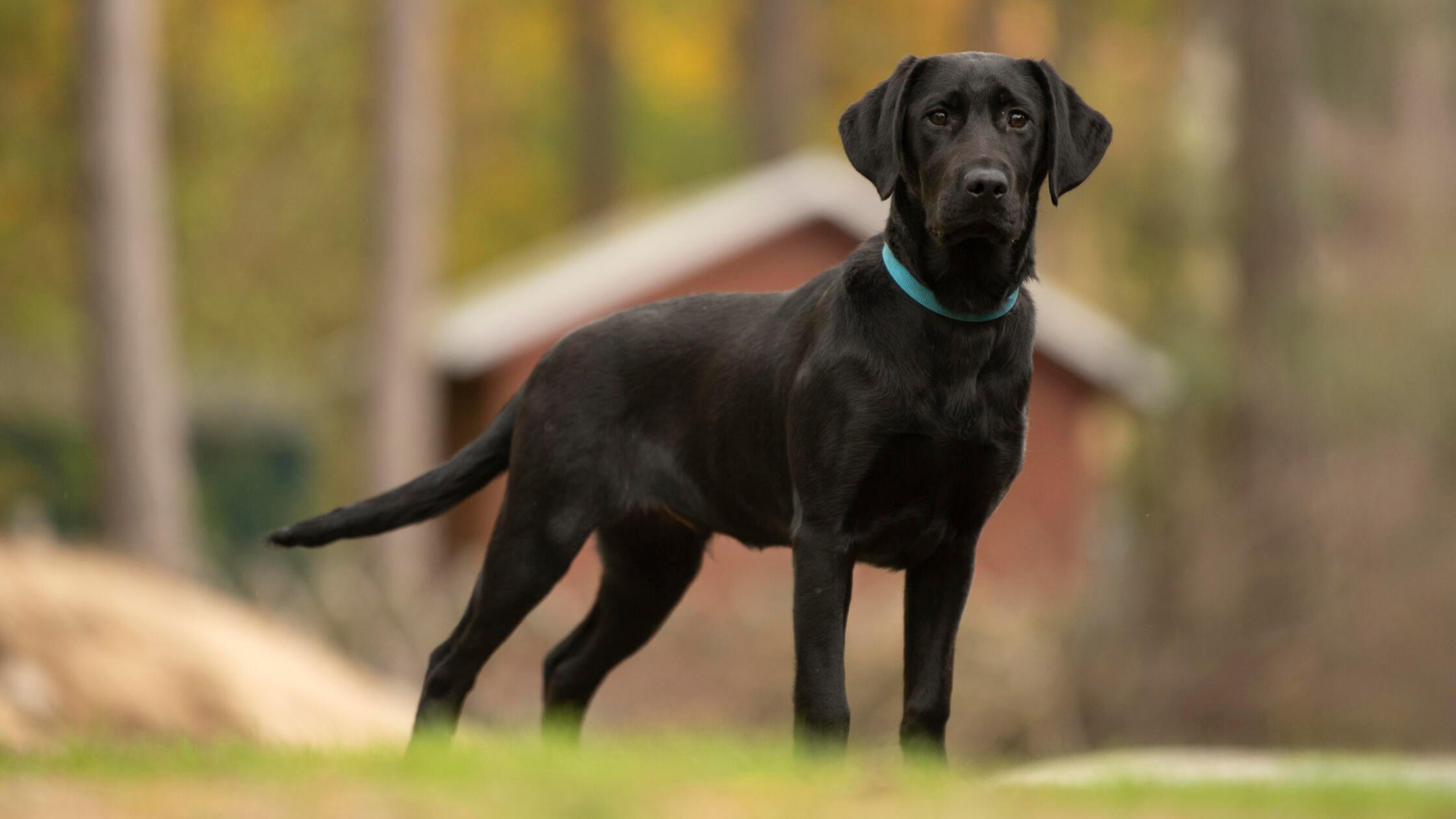 10_07-Tierheim_Welpe-Chiara-Calow_02 Hd. Aris