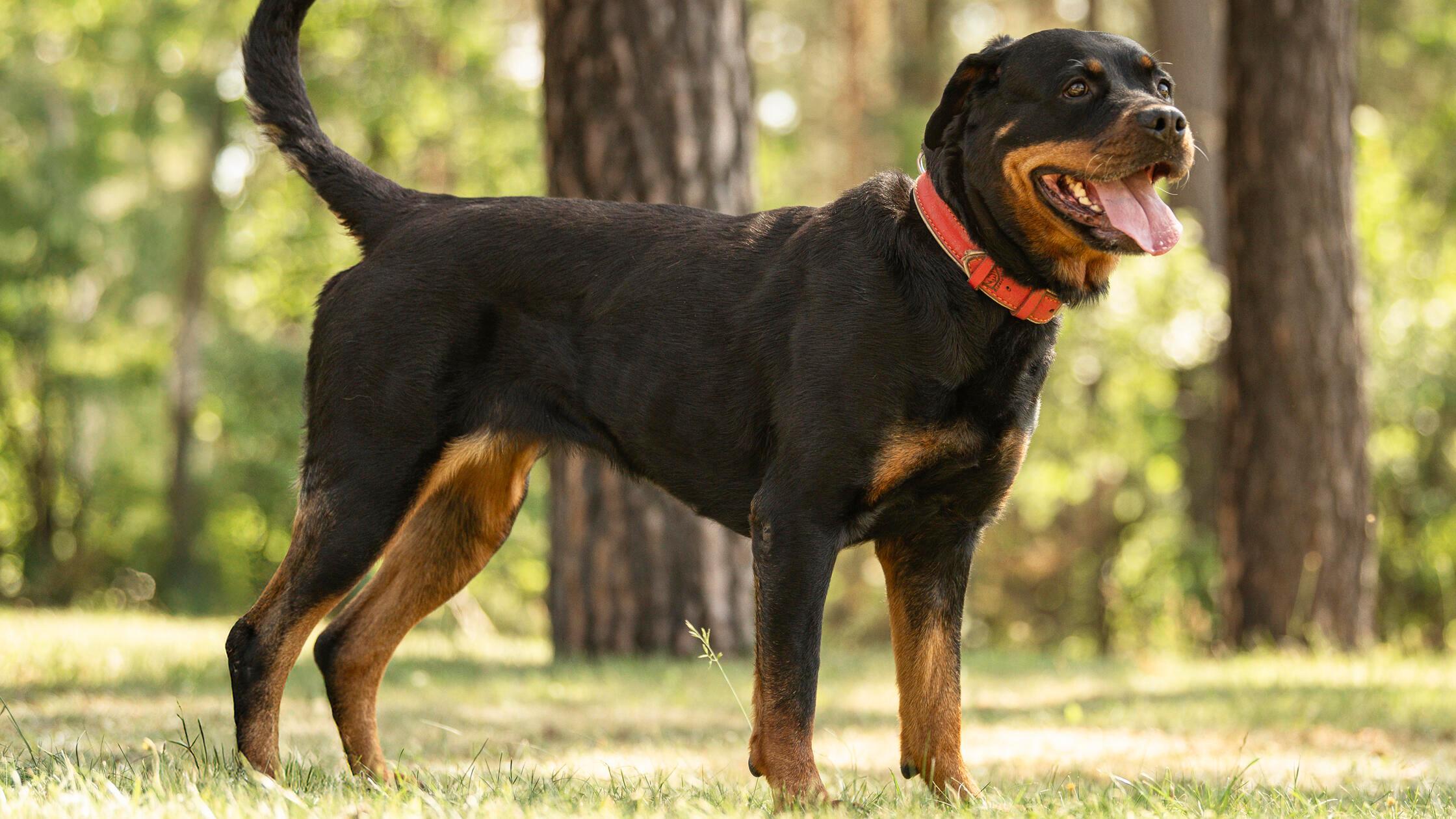06_19-Tierheim_Chiara-Calow_Hunde-40 Rotti Cara