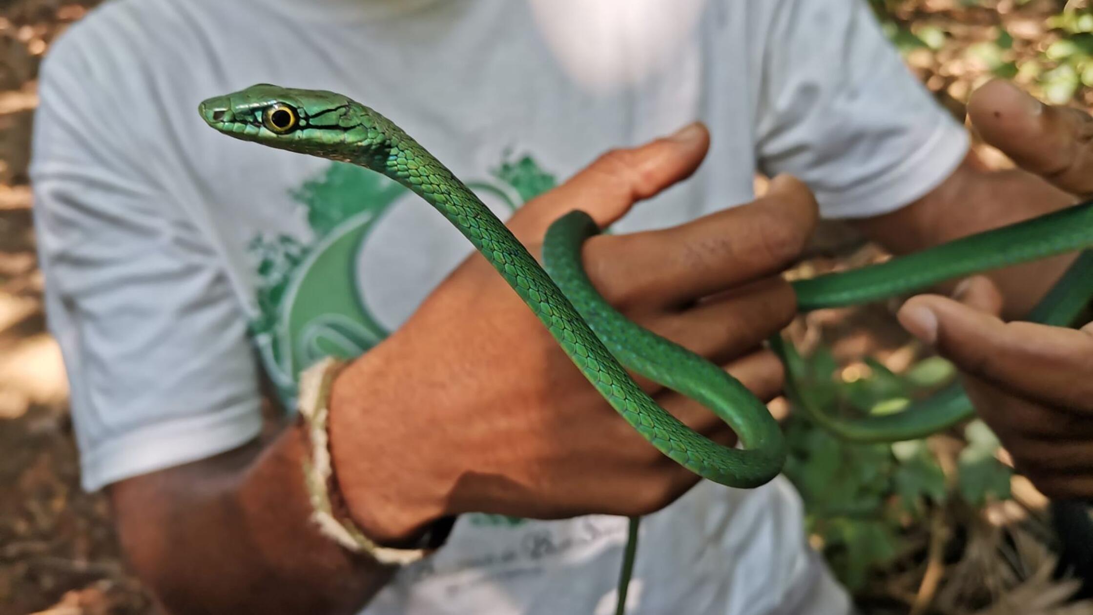 Inselreptilien verschwinden, bevor man sie überhaupt kennt