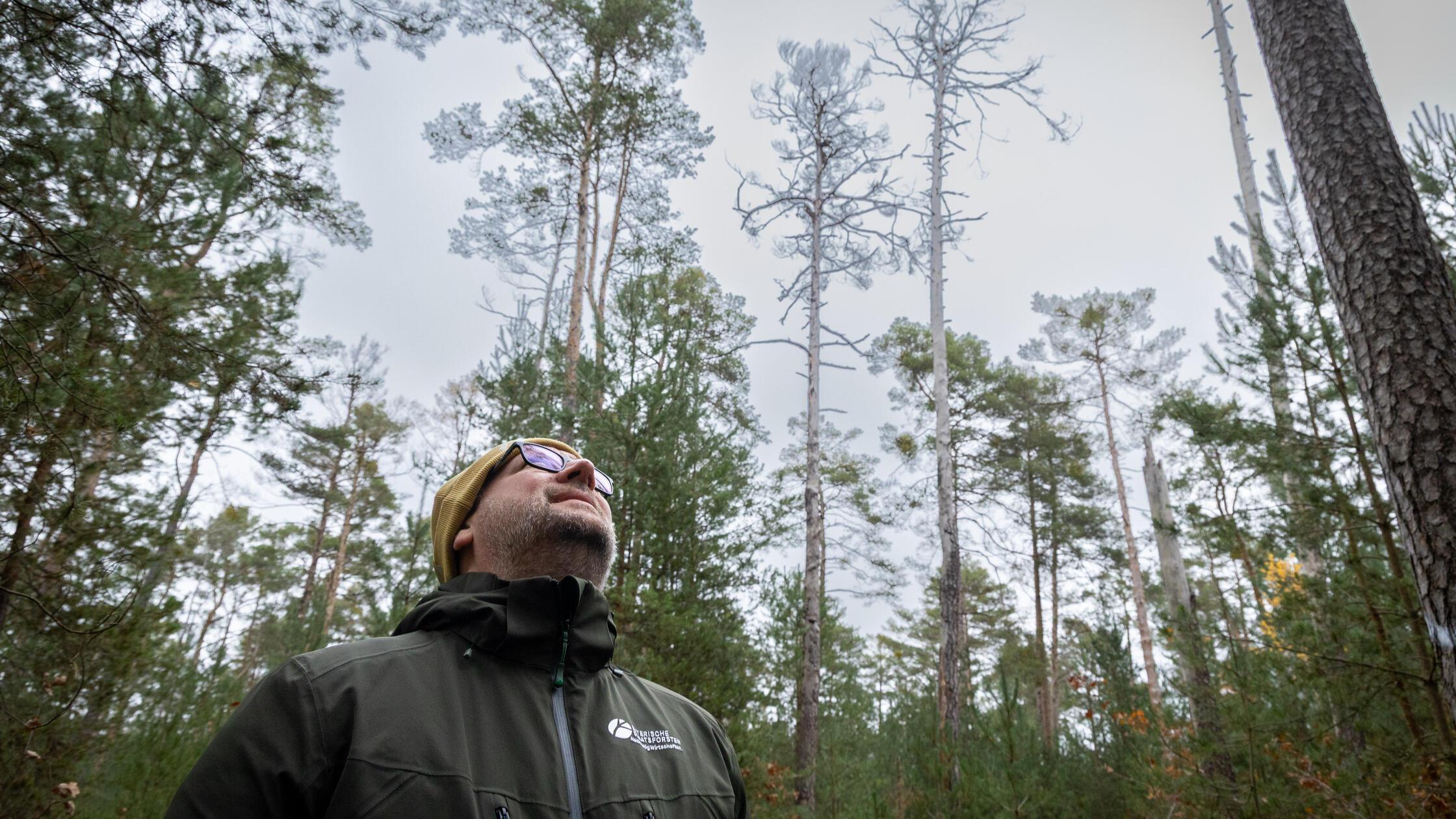 Fight against the pine jewel beetle: Nuremberg Forestry Office saves ...