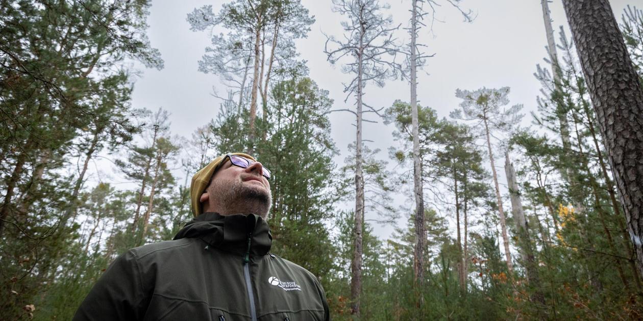 Fight against the pine jewel beetle: Nuremberg Forestry Office saves ...