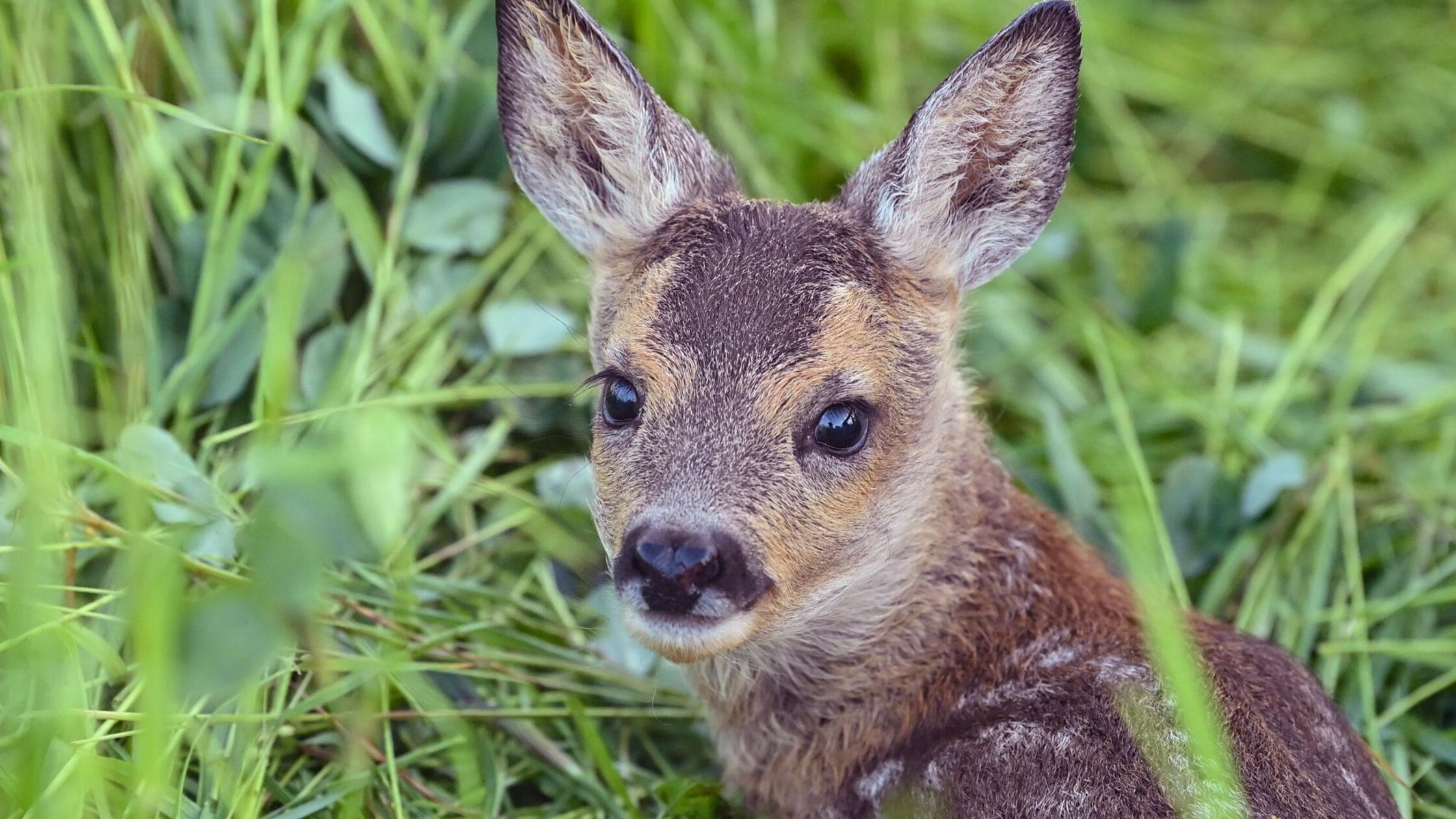 Es wurde gehetzt und gebissen: Rehkitz offenbar von freilaufendem Hund getötet