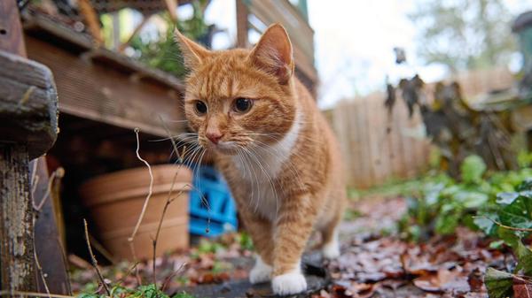Eine Katze auf Entdeckungstour zwischen den Bauwag