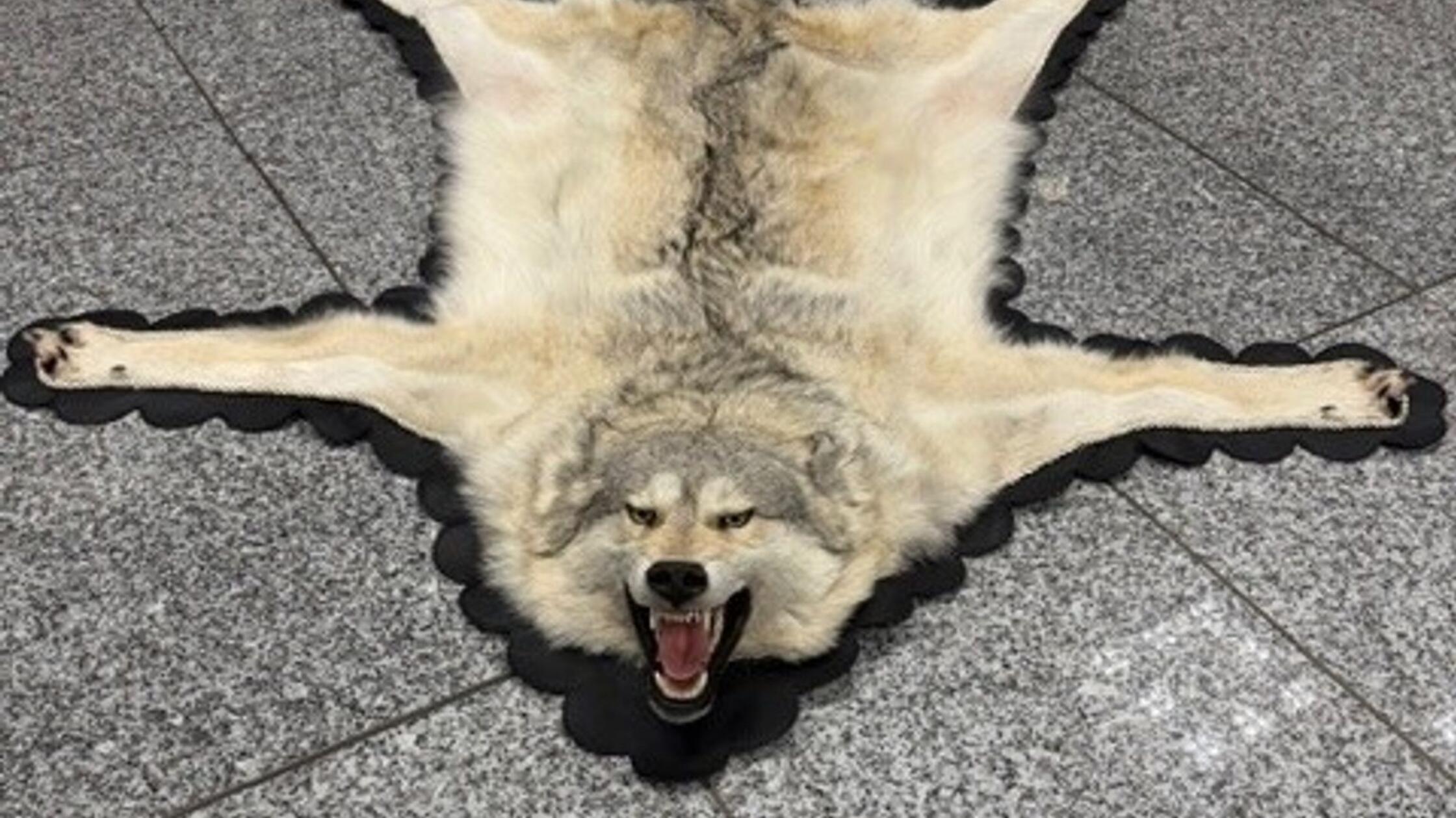 Zoll findet Wolfspelz im Koffer