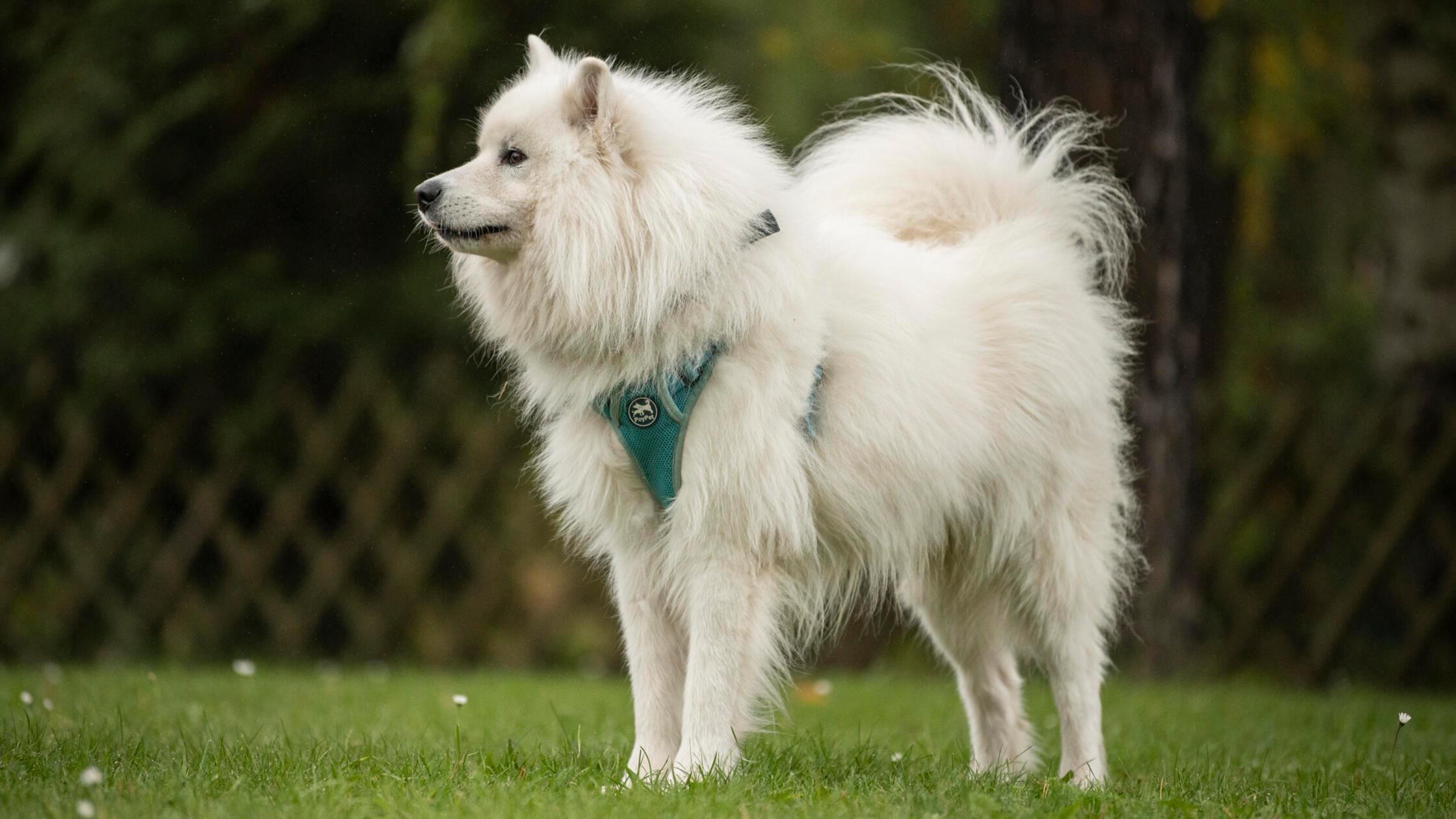 10_07-Tierheim_Hunde-Chiara-Calow_15_Breathe (2)