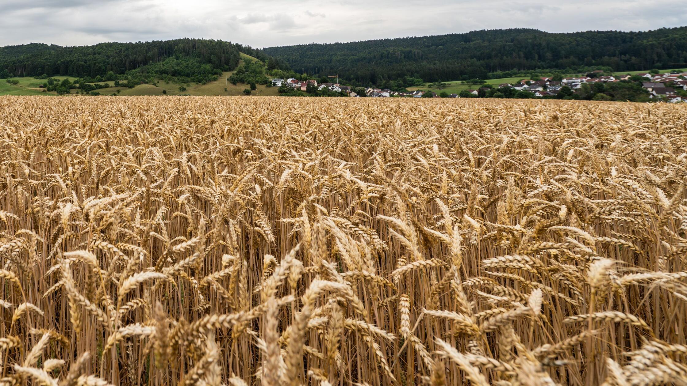 Krhen Ber Weizenfeld