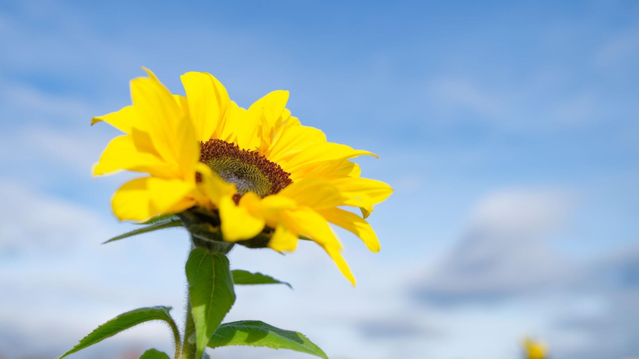 Bis zu 21 Grad am Donnerstag