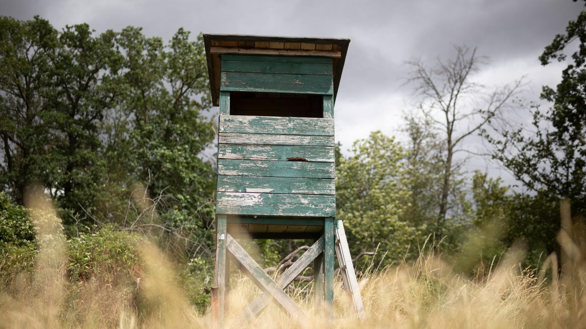 Mögliche Großkatze im nördlichen Rheinland-Pfalz gesichtet