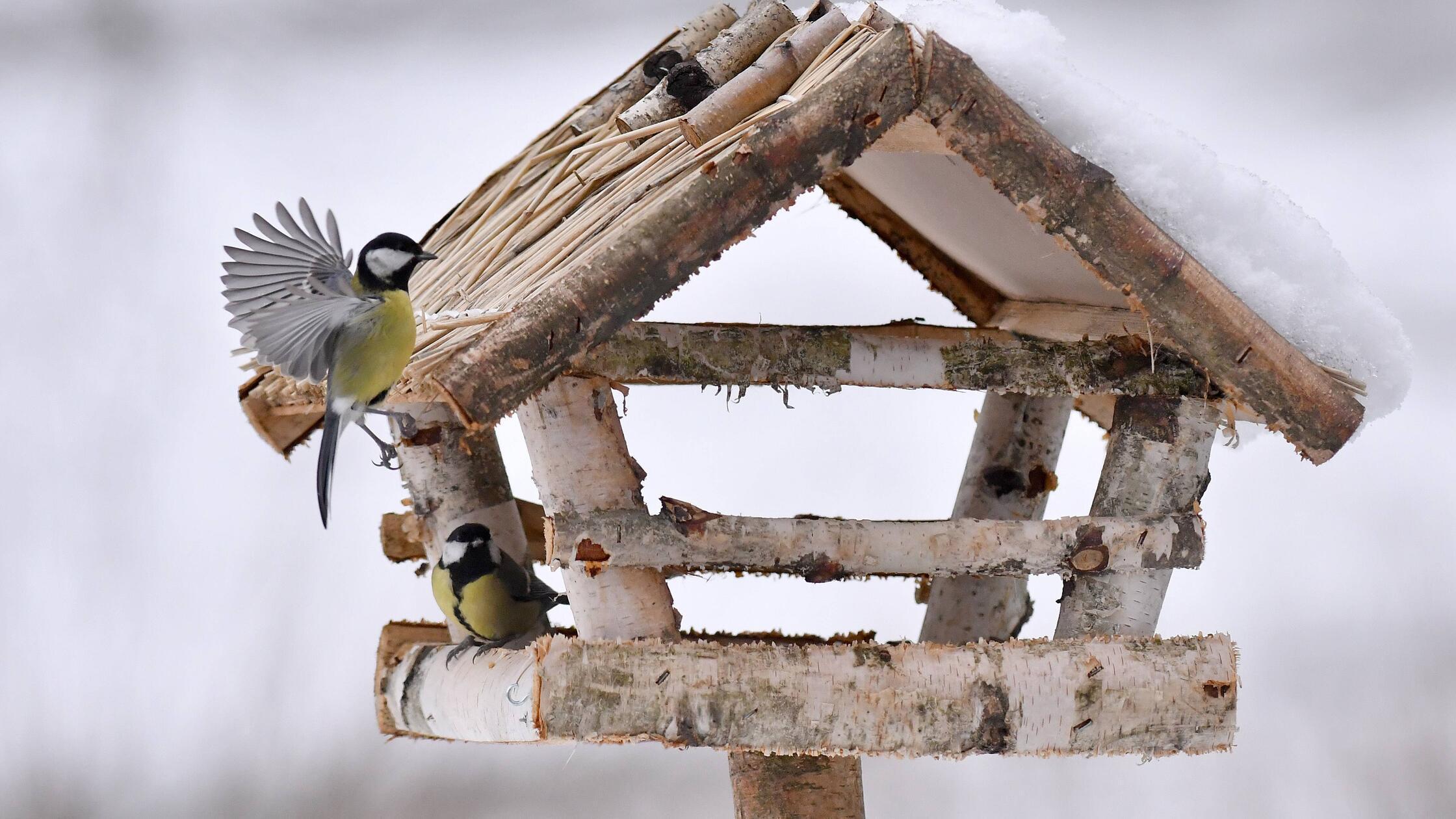 Vogelfütterung im Winter. Ob Vogelhaus oder Meisen