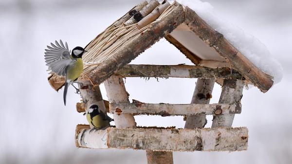 Vogelfütterung im Winter. Ob Vogelhaus oder Meisen