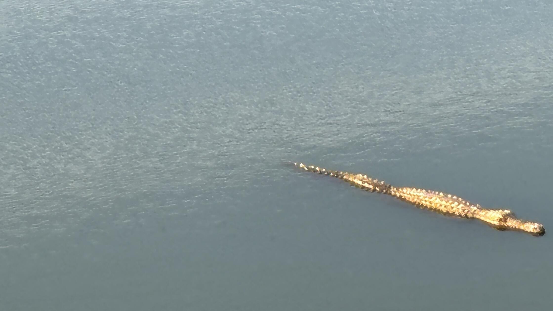 Eindrücke aus Palma, der Hauptstadt von Mallorca: Nicht erschrecken - in dem kleinen Becken vor der Kathedrale schwimmt ein Krokodil aus Plastik, das an eine Insellegende erinnert.