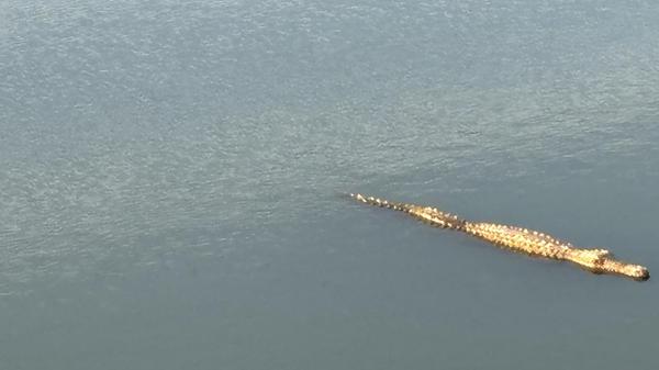 Eindrücke aus Palma, der Hauptstadt von Mallorca: Nicht erschrecken - in dem kleinen Becken vor der Kathedrale schwimmt ein Krokodil aus Plastik, das an eine Insellegende erinnert.