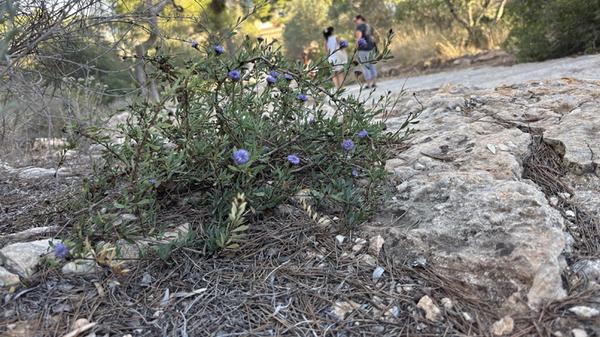 Eindrücke aus Palma, der Hauptstadt von Mallorca: Typische Pflanzen säumen den Wegesrand.