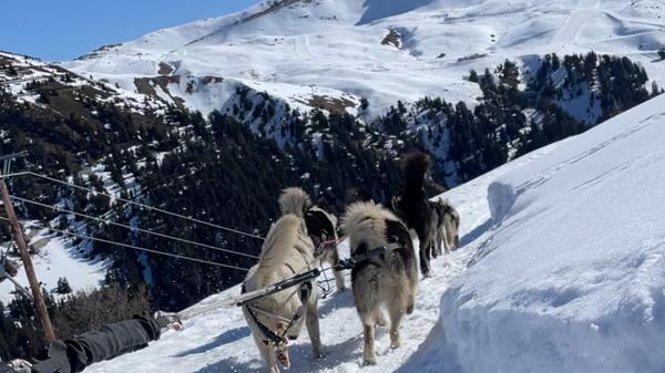 Während die Schlittenhunde einen über das Plateau Dou du Praz ziehen, genießt man die malerischen Berge.