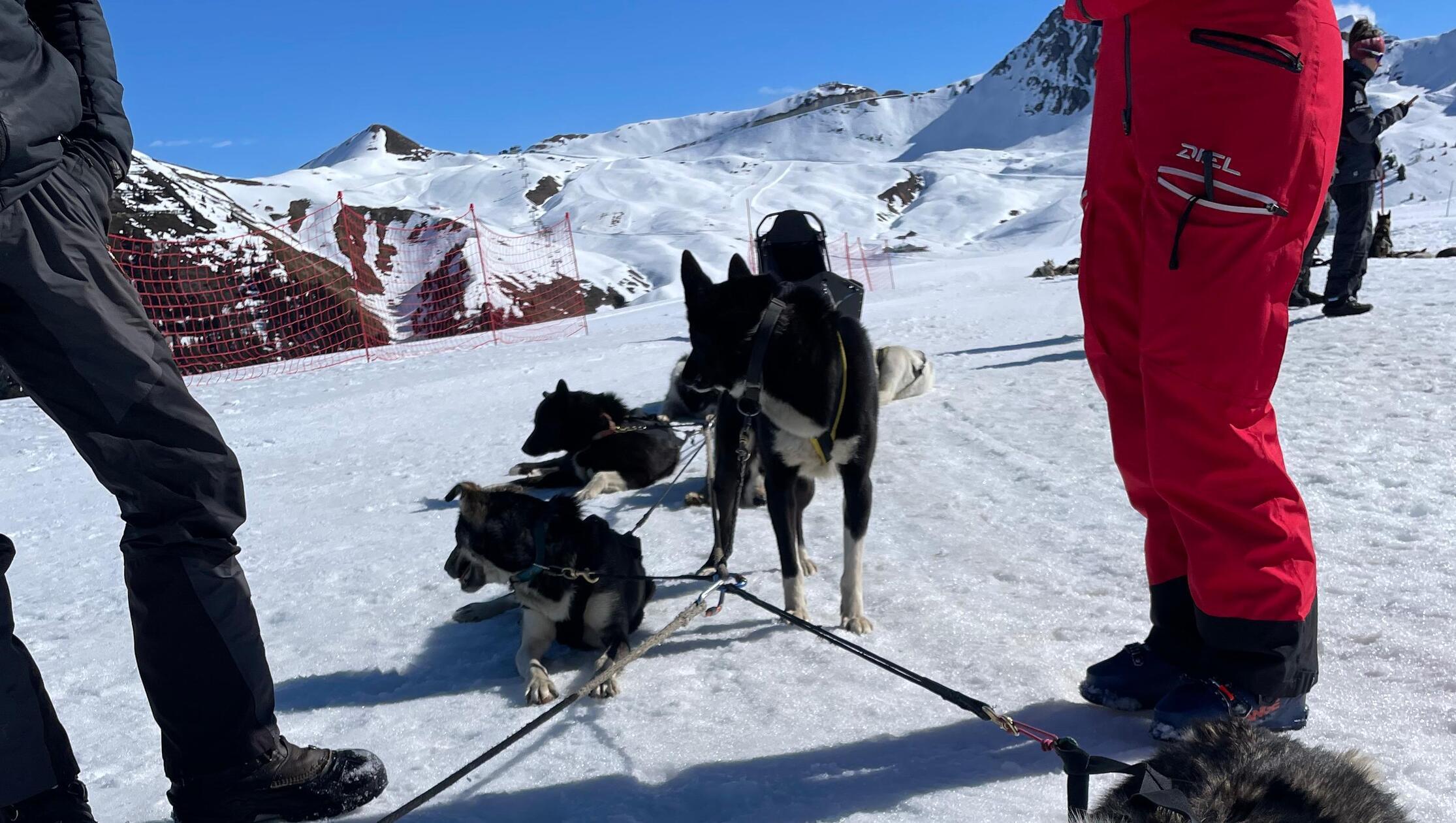 Der Leithund "Uno" ruht sich nach der Schlittenfahrt aus.