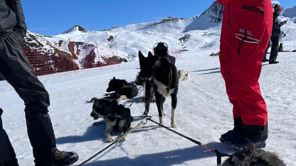 Der Leithund "Uno" ruht sich nach der Schlittenfahrt aus.