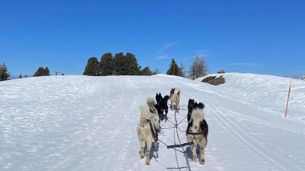 Ob bergauf oder etwas schneller abwärts, die Schlittenhunde ziehen einen unermüdlich über die Schneelandschaft.