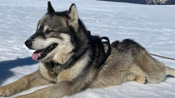 Vor und nach dem Schlittenziehen, können die Hunde noch Streicheleinheiten von ihren Passagieren genießen.