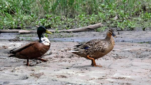 Langer Tag der StadtNatur am Dutzendteich