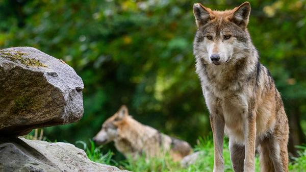 Wolves Acclimating To Seattle