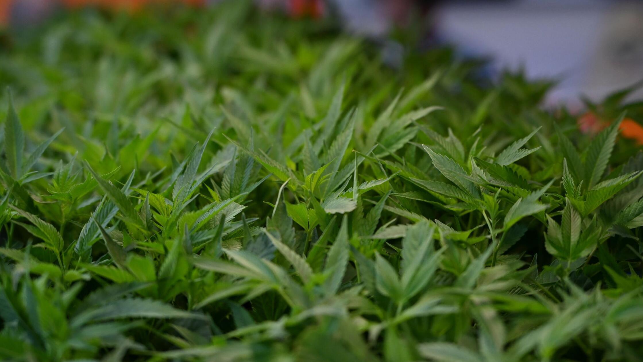 Männer wollen mit 400 Cannabis-Pflanzen über die Grenze