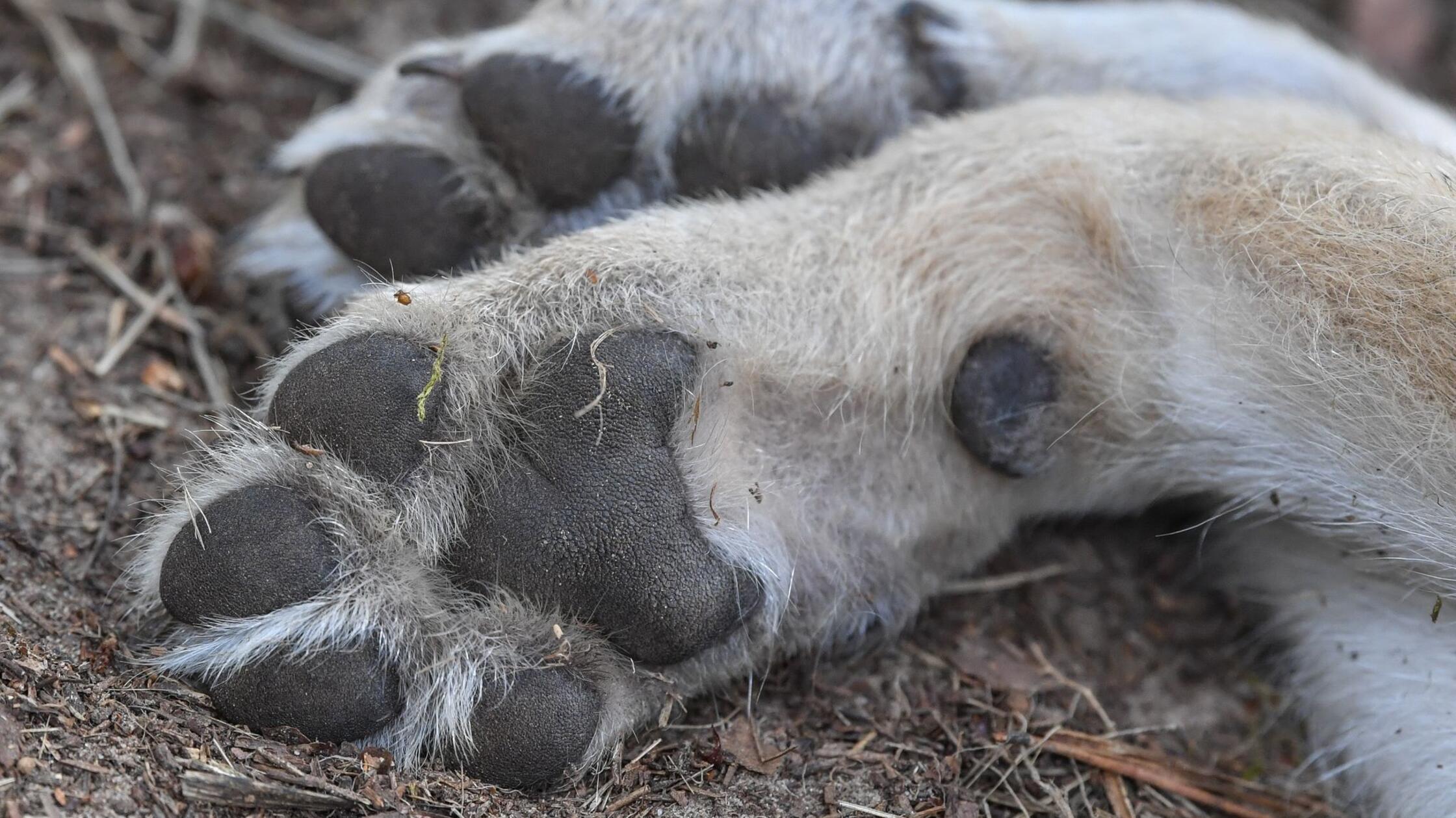 Wende nach Fund von totem Wolf - Überbringer unter Verdacht