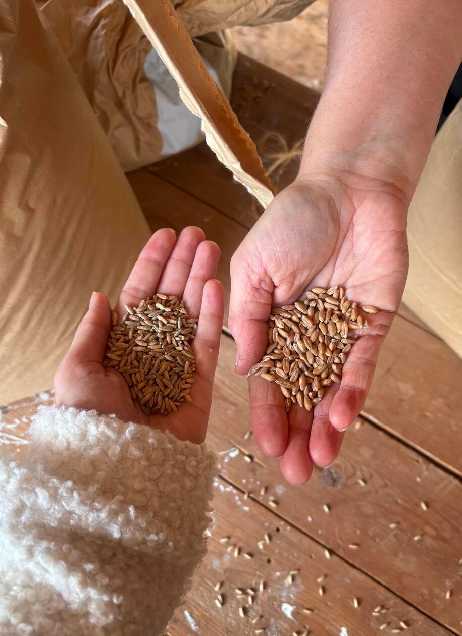 Das Einkorn wird hier gemahlen.