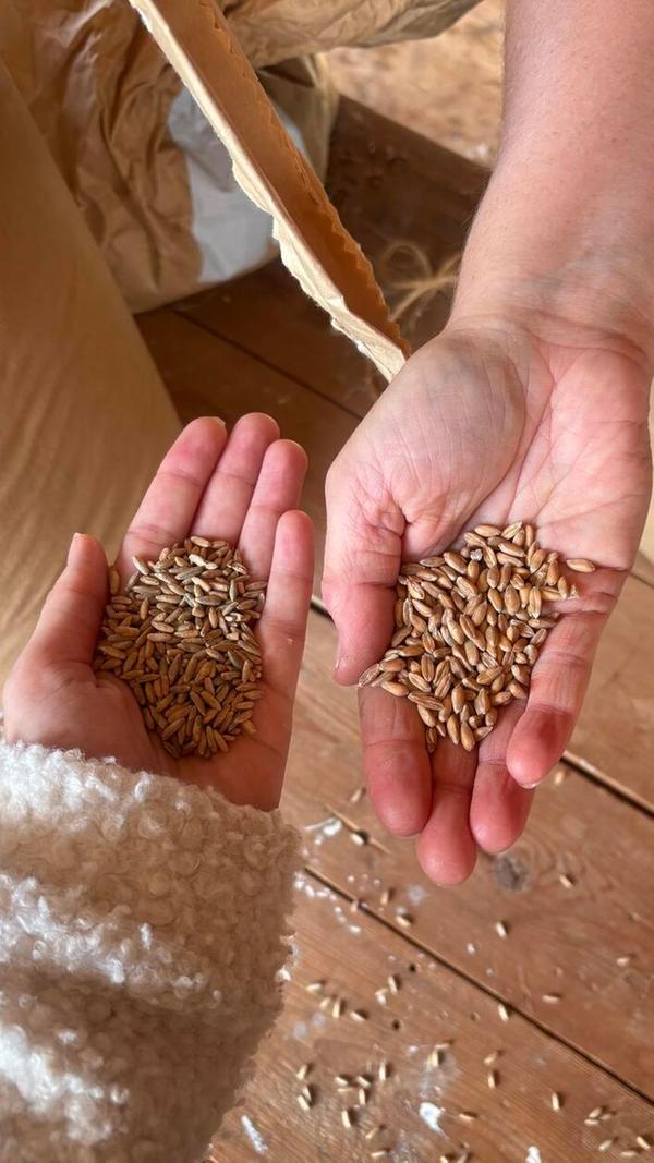 Das Einkorn wird hier gemahlen.