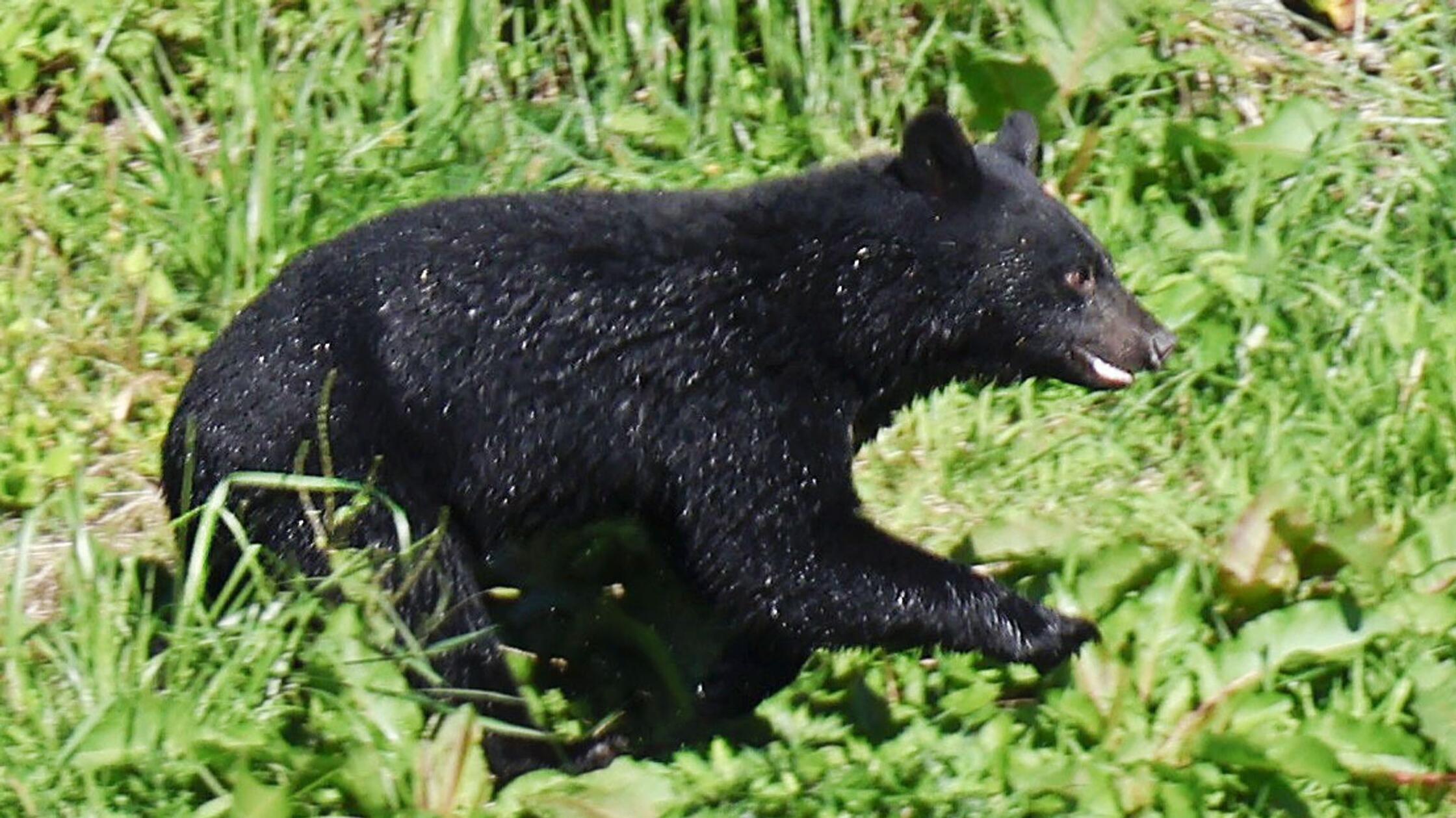 Rekordzahl an Todesfällen - Japan bläst zur Bärenjagd