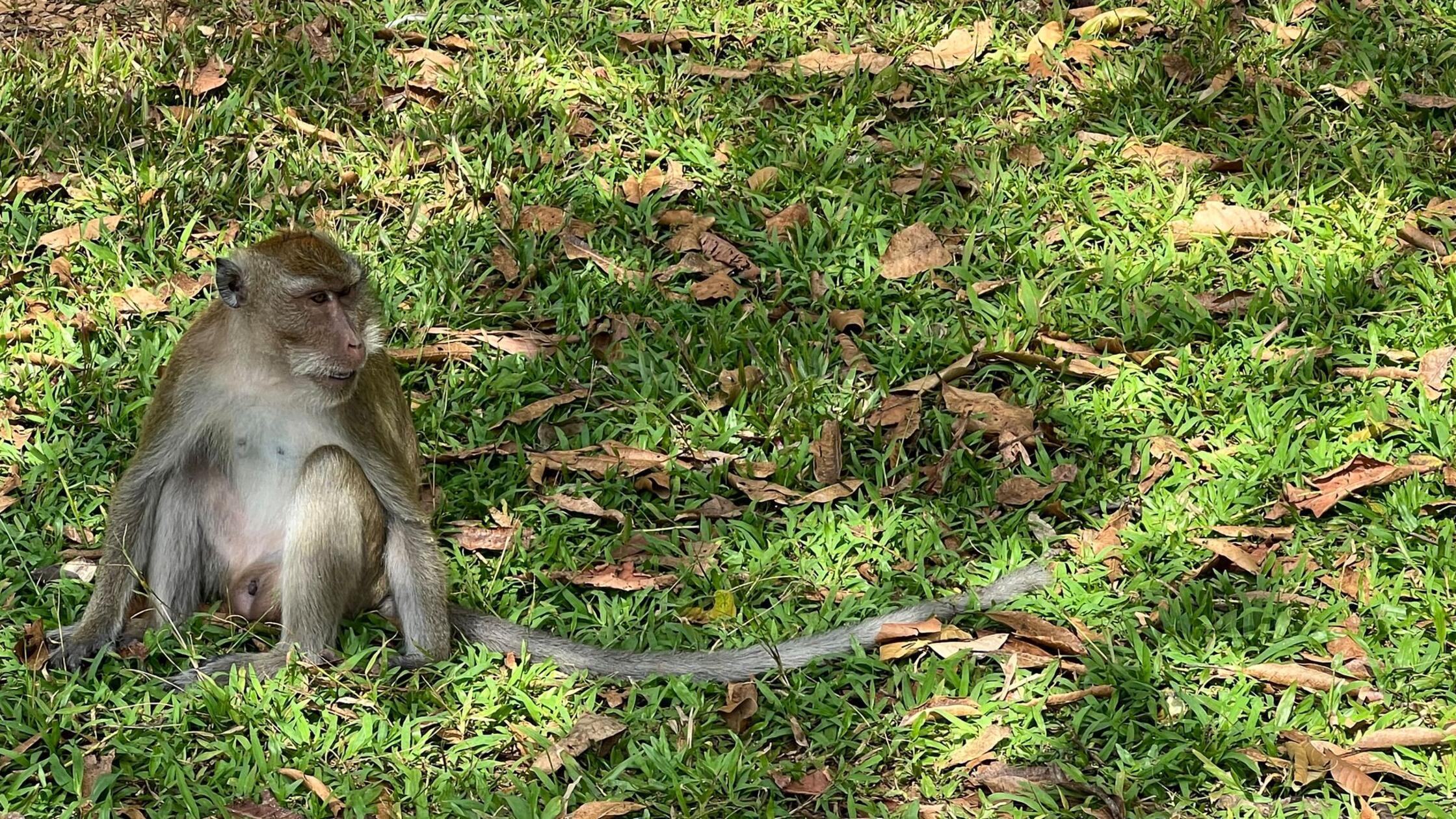 Affen in Plastiknetzen – Mutmaßliche Schmuggler gestoppt