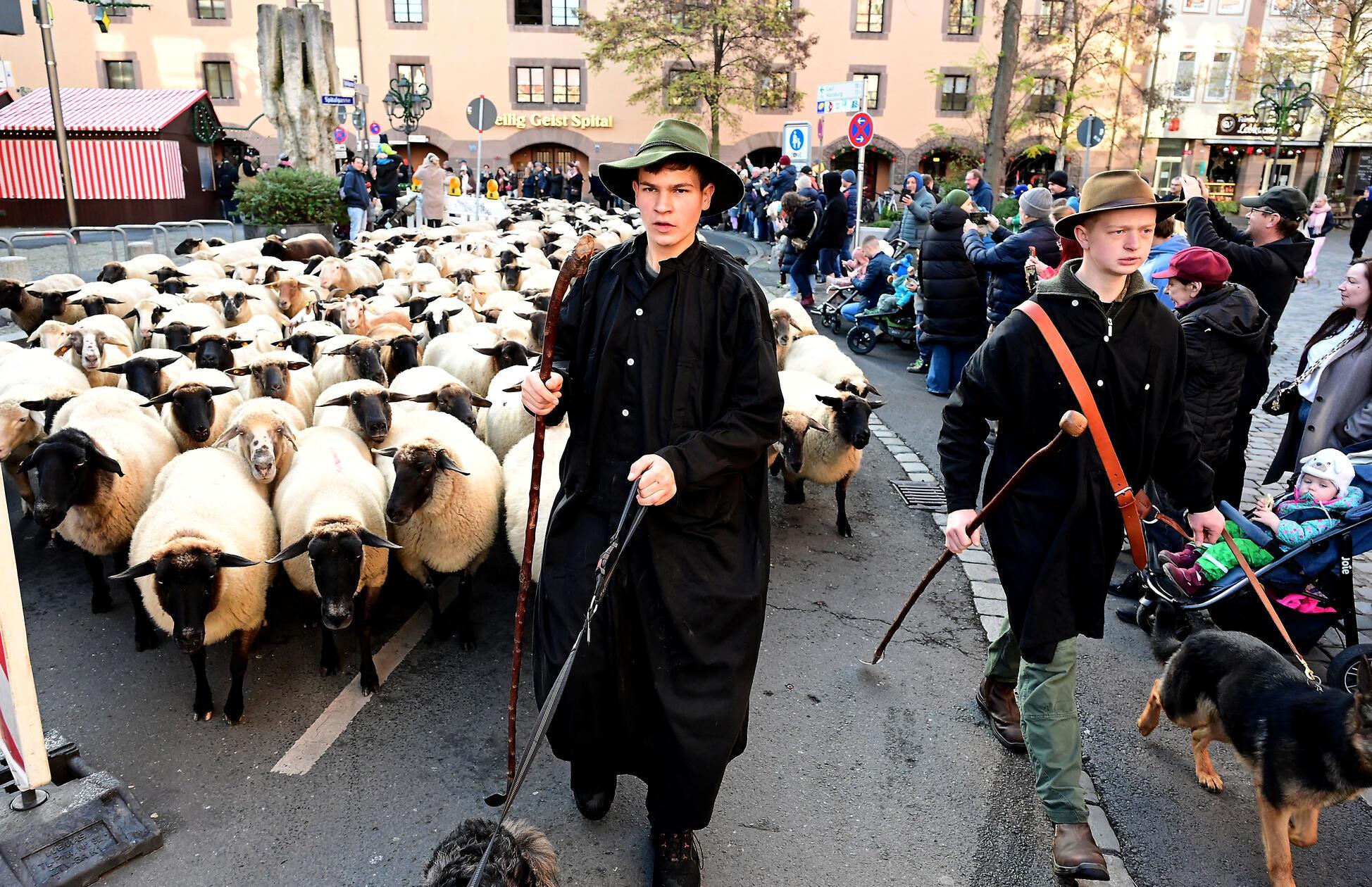 schafe_hjw_161125_032