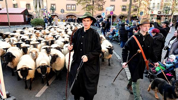 schafe_hjw_161125_032