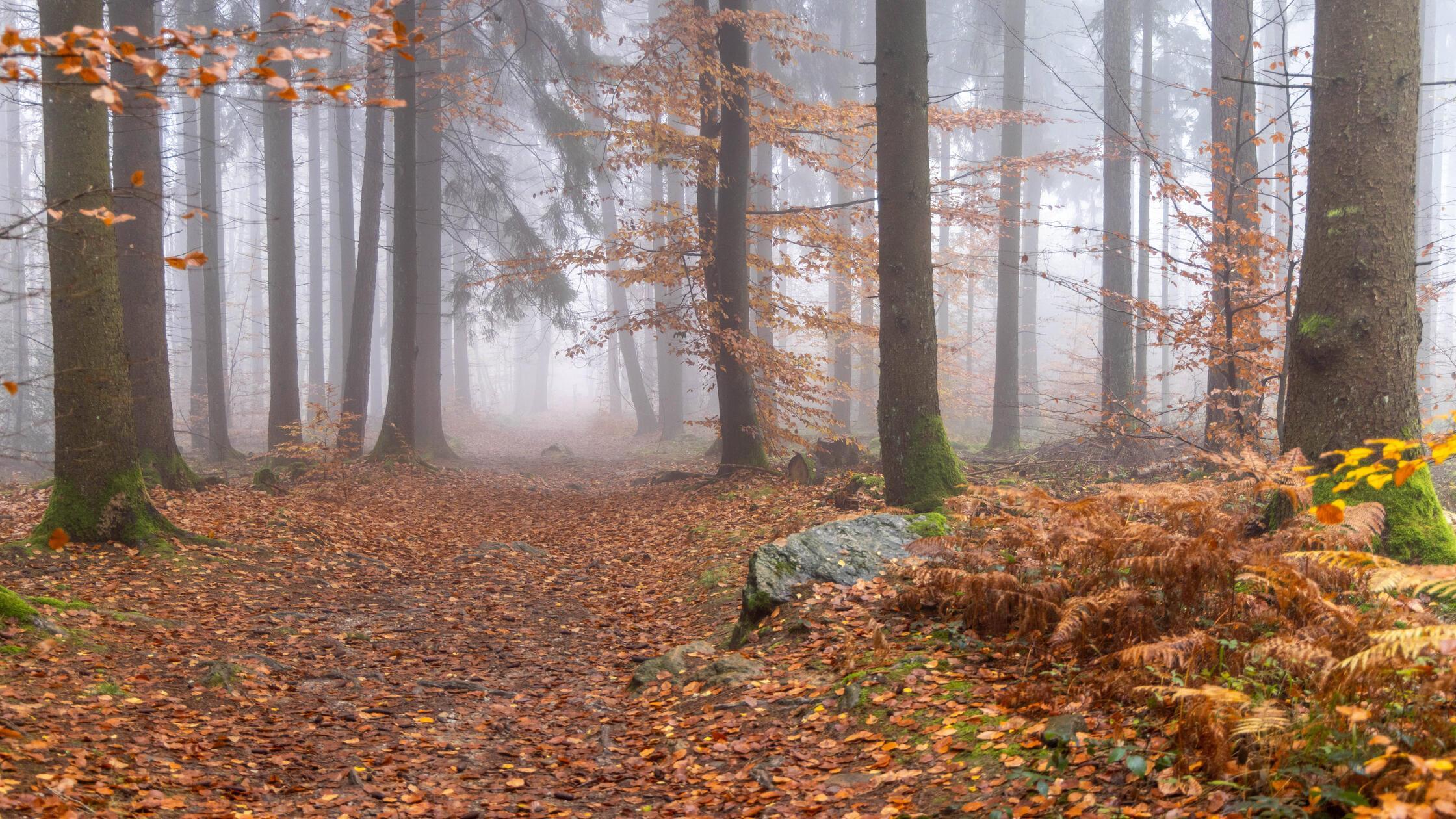 Tödlicher Arbeitsunfall in Mittelfranken: Mann bei Waldarbeiten von Traktor überrollt