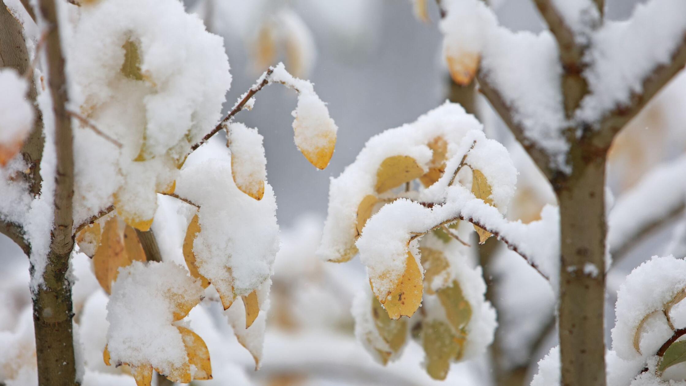 Mancherorts wird’s weiß - Temperaturen sinken