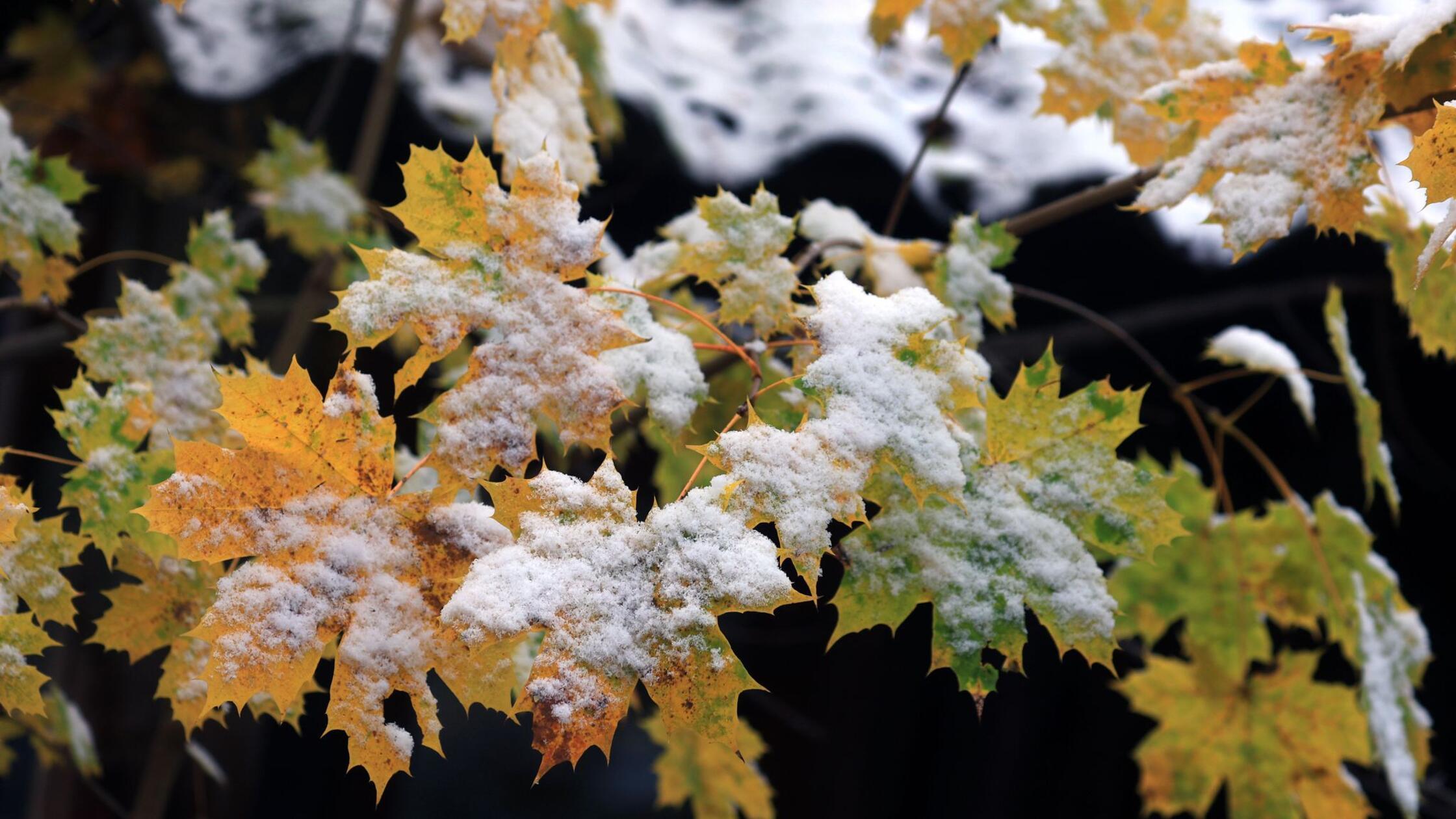 Schneeflocken in Bayern erwartet