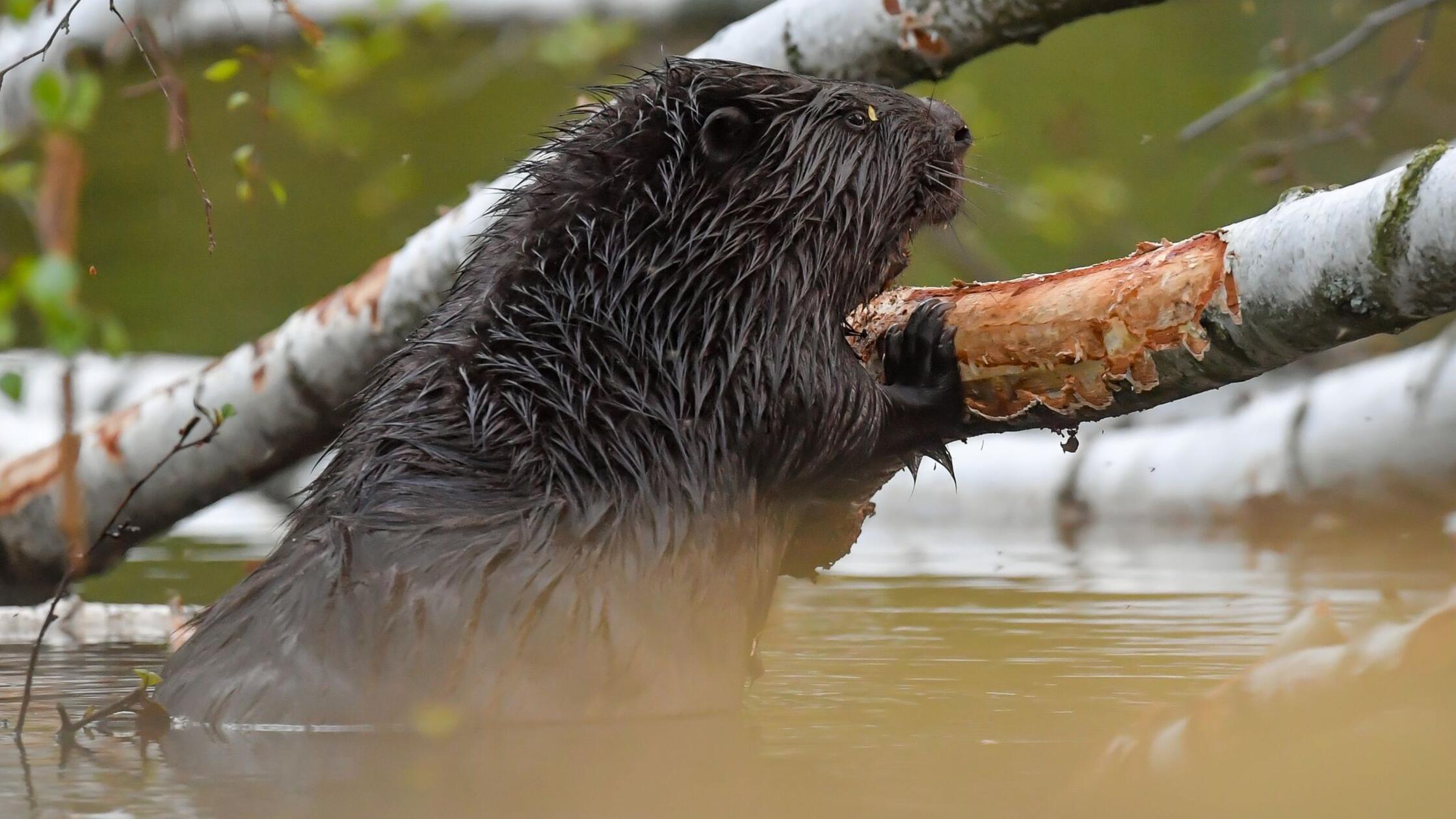 Na Bavarskem našli ustreljenega bobra, policija išče storilca