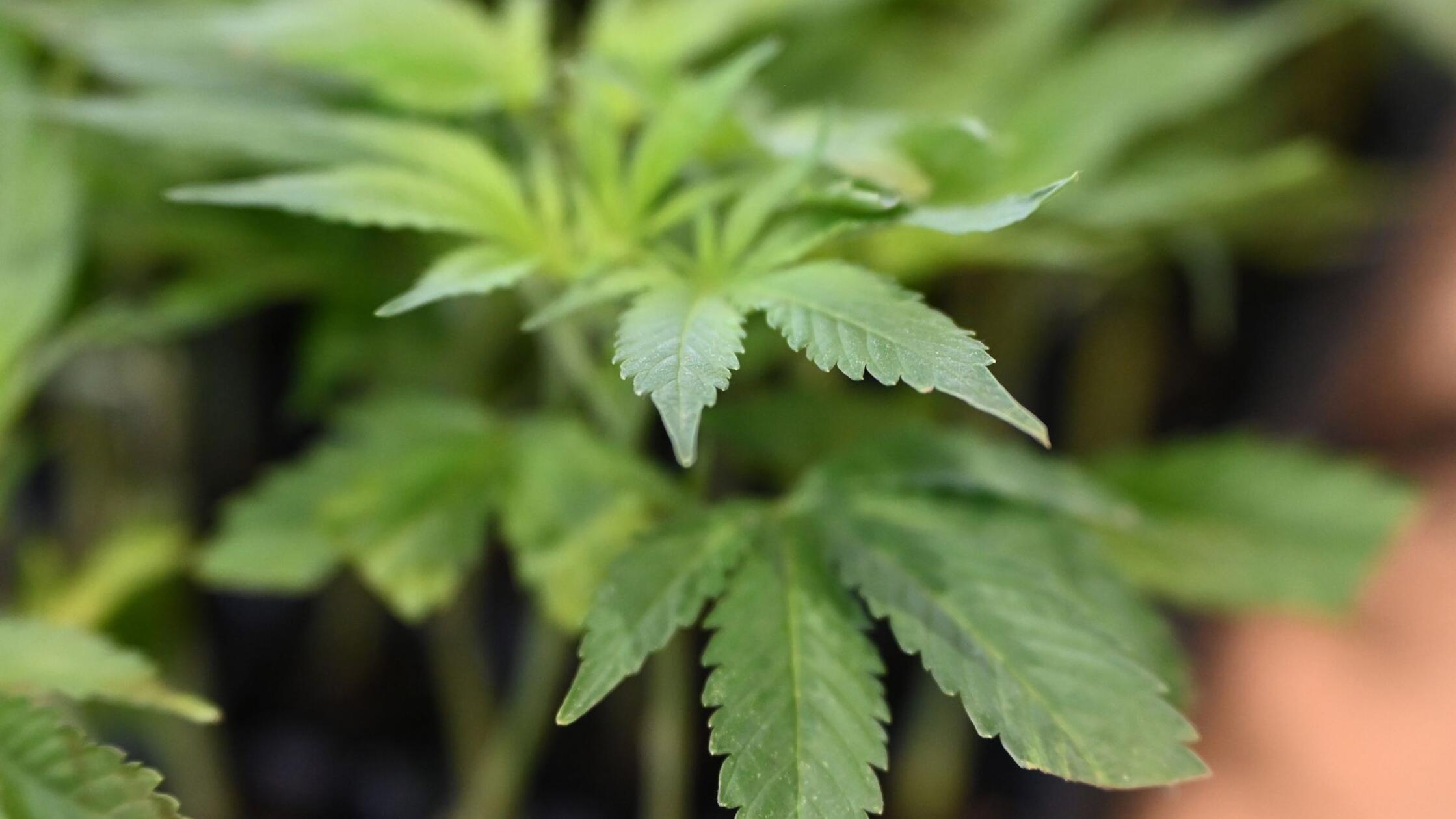 Češki pilot zaradi prevoza drog pristal v zaporu