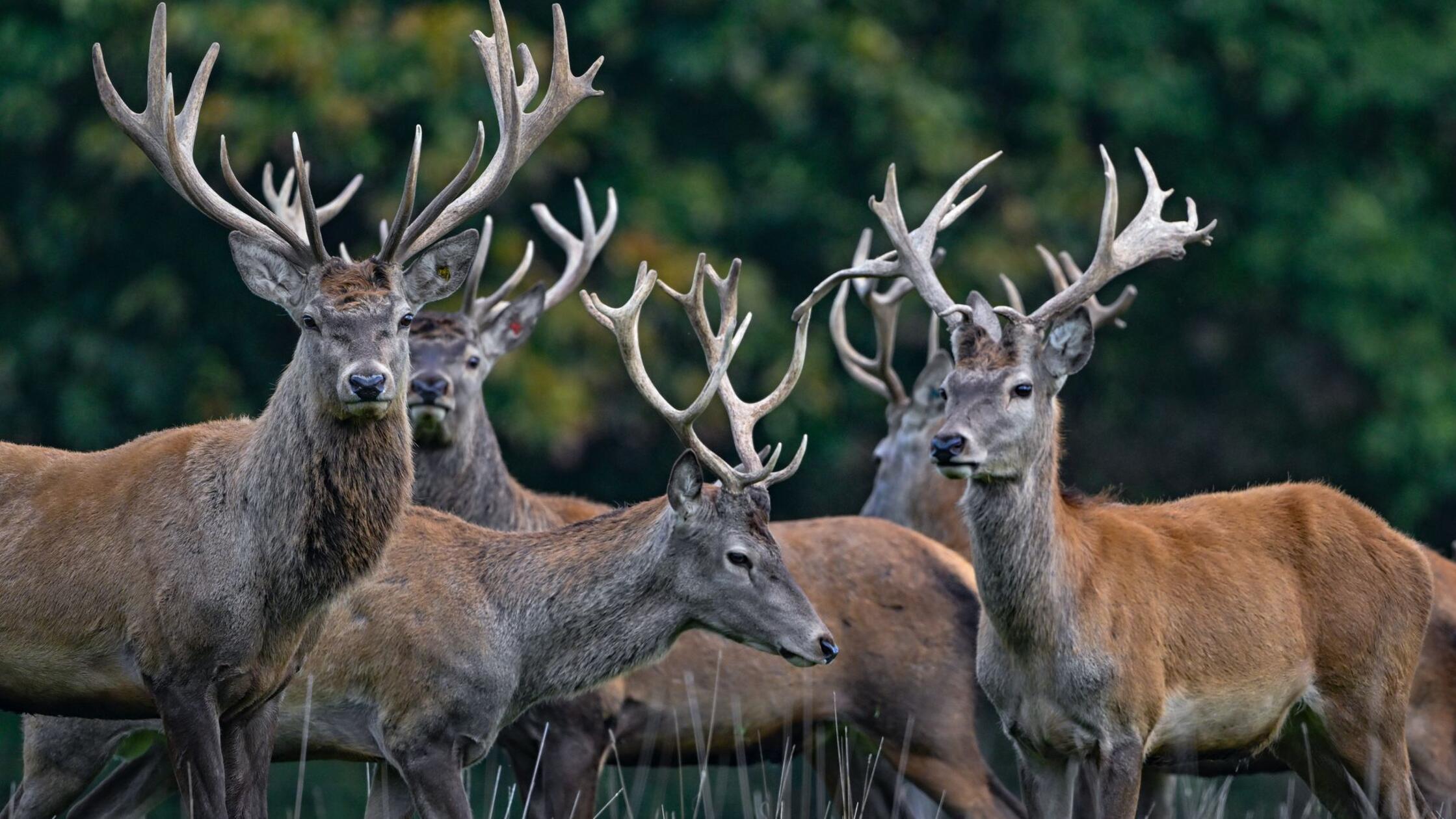 Rothirsch ist Tier des Jahres 2026