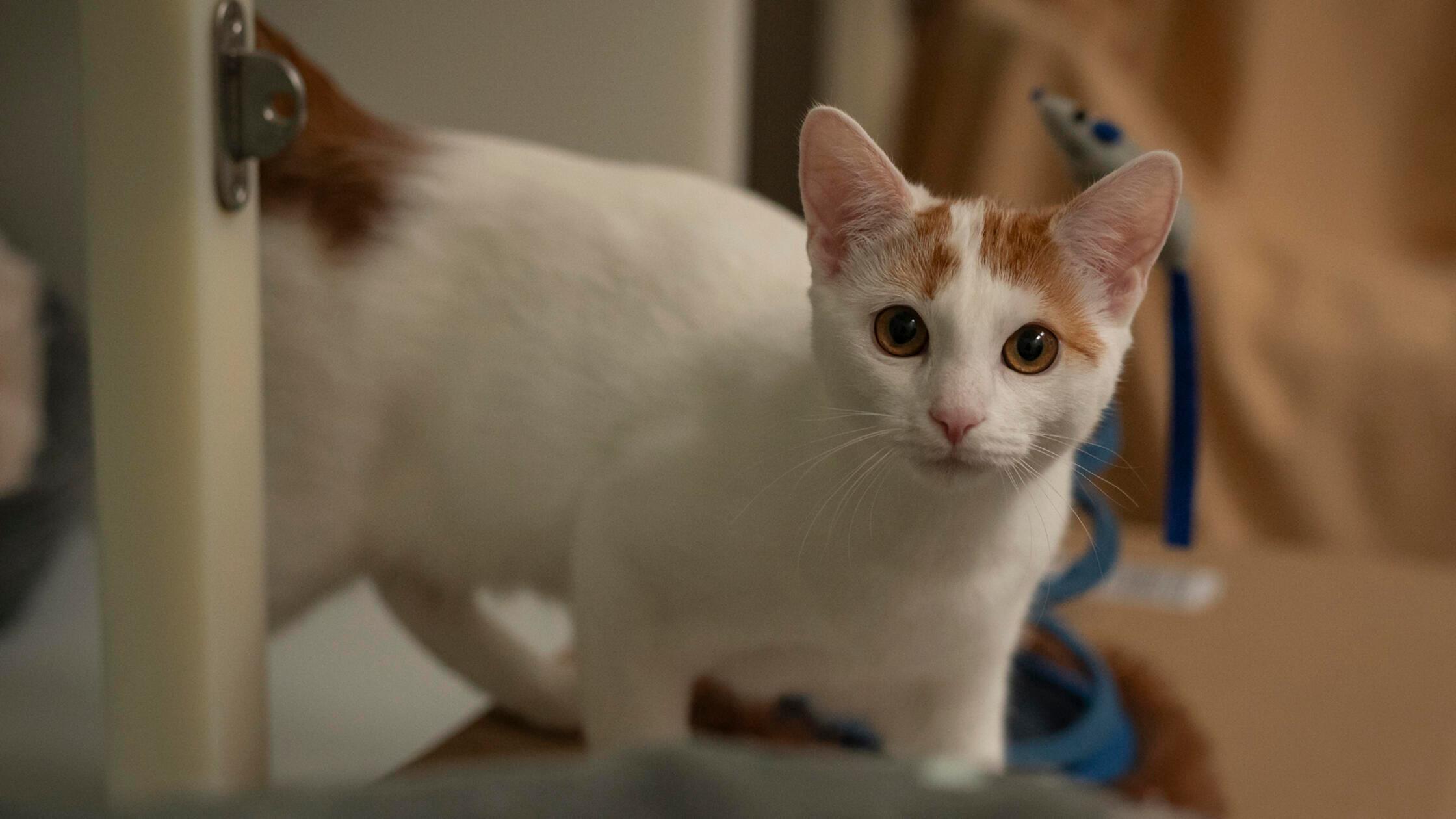 10_07-Tierheim_Katzenkinder-Chiara-Calow_06