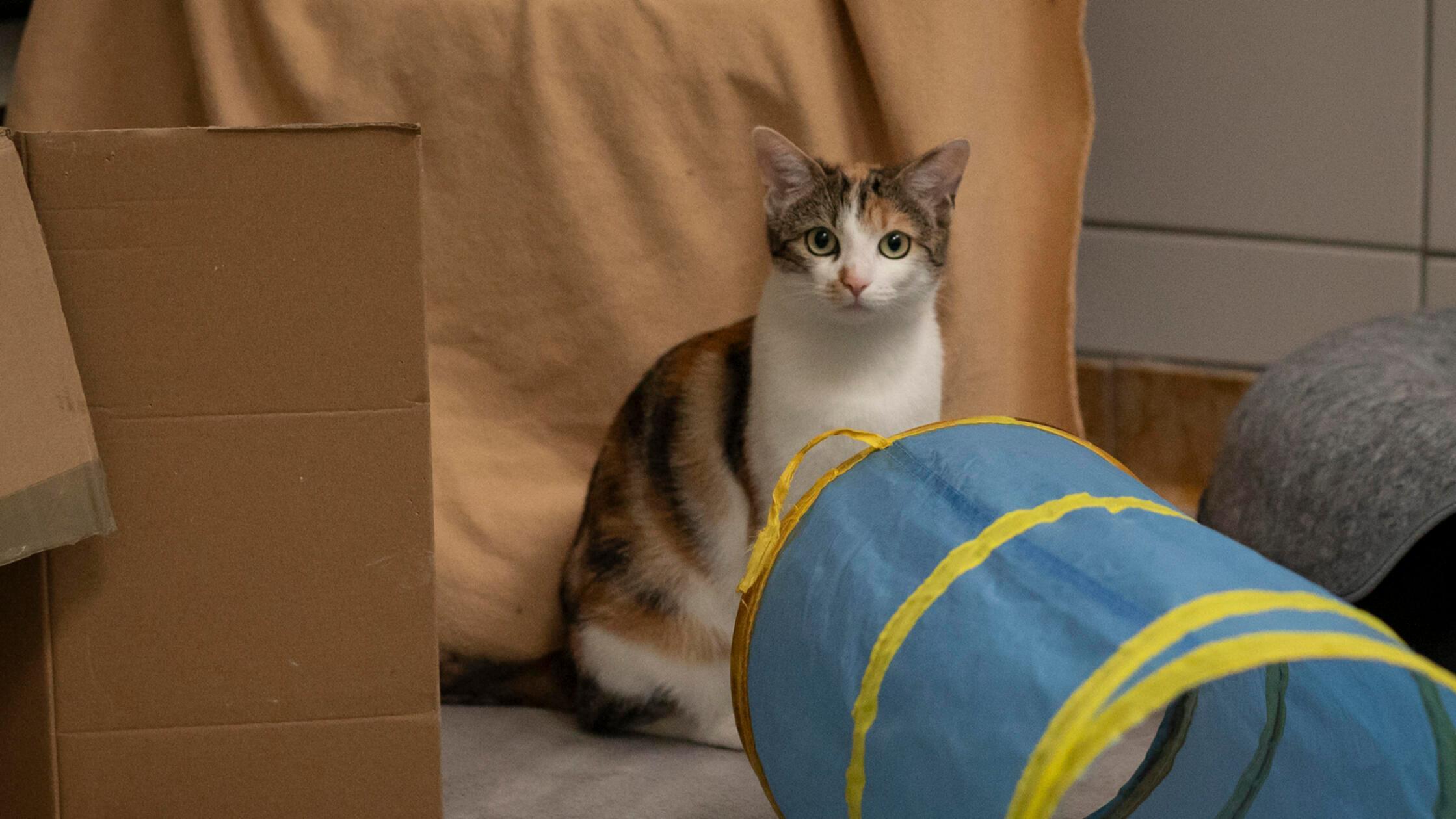 10_07-Tierheim_Katzenkinder-Chiara-Calow_02