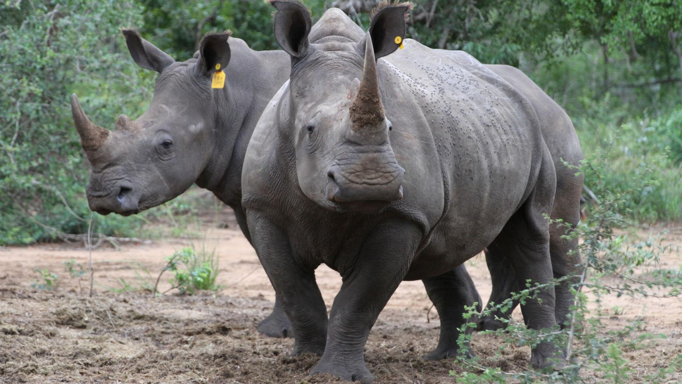 Singapur stoppt bisher größten Schmuggel mit Nashorn-Horn