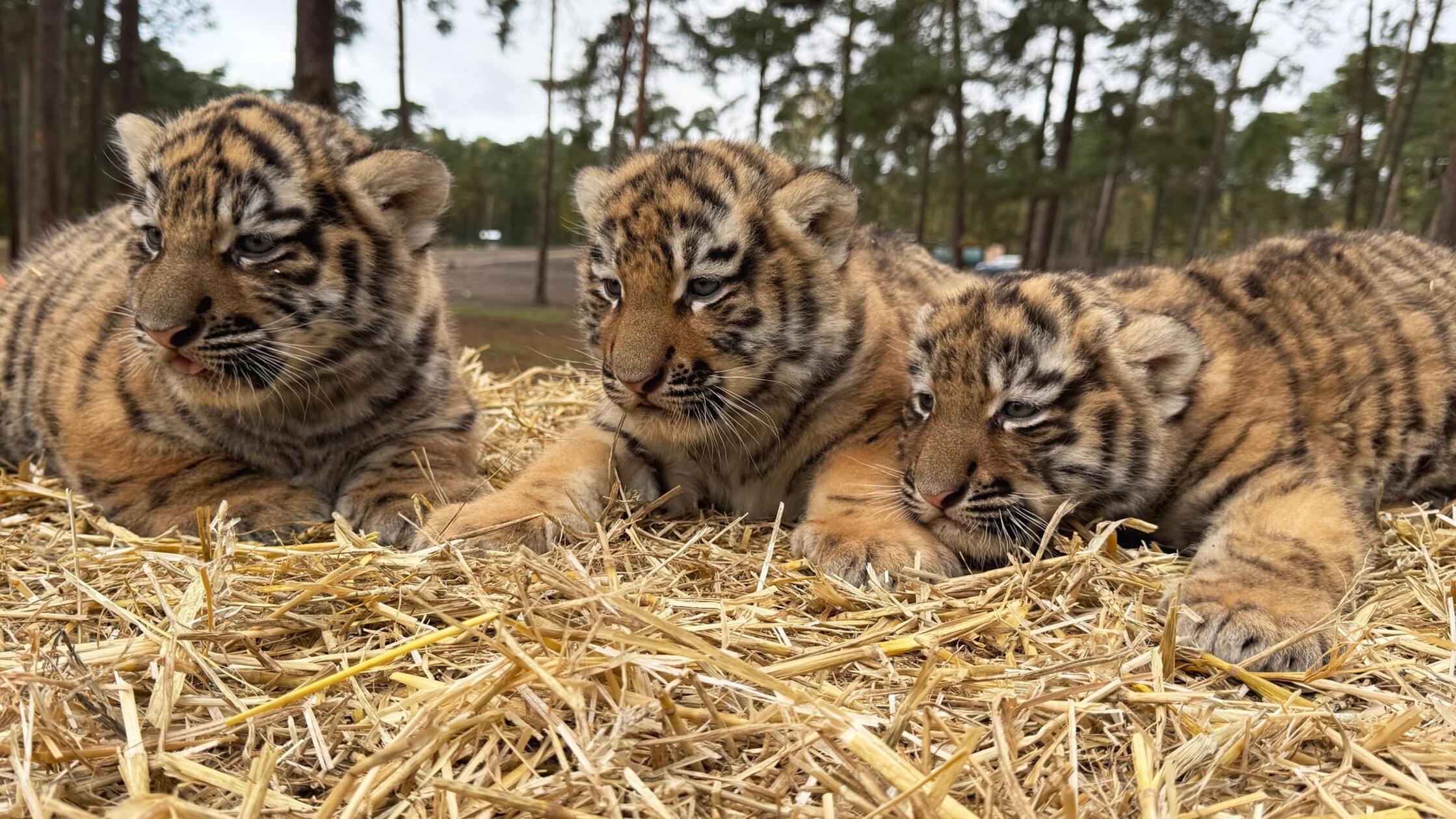 Drei Sibirische Tigerbabys im Serengeti-Park geboren